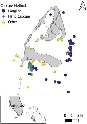 Age and growth estimates for the nurse shark (Ginglymostoma cirratum) over 17 years in Bimini, The Bahamas